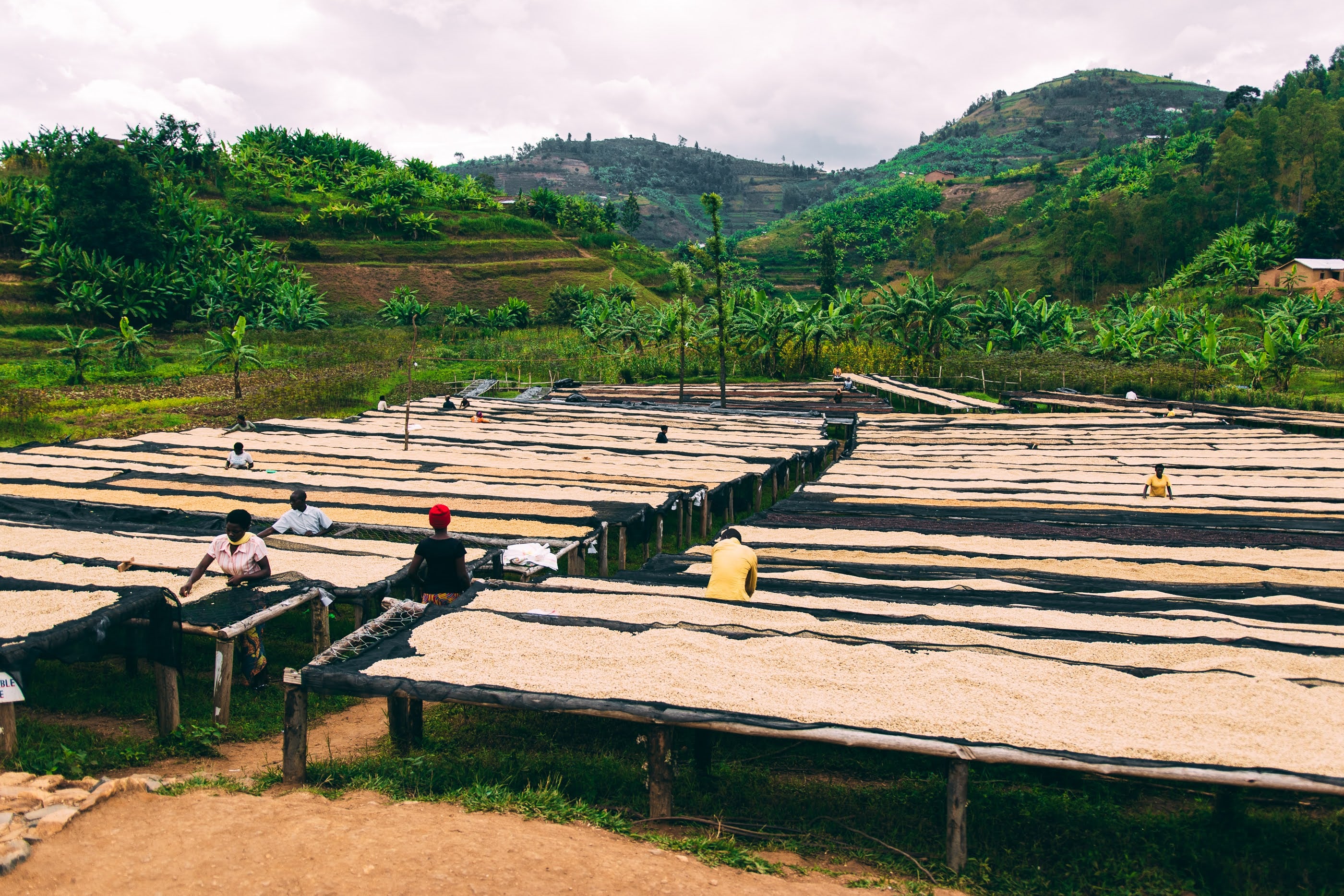 RWANDA RUGALI Estate