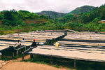 Load image into Gallery viewer, RWANDA RUGALI Estate
